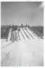 P2008.123.2: Children tobogganing down a six-person slide at St. John's School, circa 1950