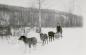 P2011.40.1: Hugh Stroud delivering milk on a dog sled, circa 1929