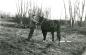 Adolf Wilbright Clearing Poplar Trees From Land