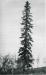 The Tall Spruce