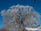 Trees of Annapolis Royal