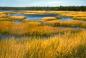 Fall on the Cole Harbour marsh showing Flying Point in the background.