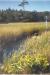 Lawlor's Point Marsh