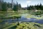 An algae bloom in Cole Harbour