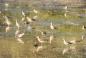 Greater Yellowlegs on a Cole Harbour Beach