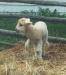 A new lamb