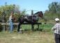 Percheron Draft Horse at the Queens County Fair