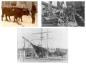 A selection of photos showing life in Mahone Bay during the mid 1900's.