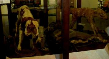 Two Headed Dog Museum