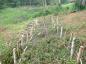 Re-creation of Acadian Dyke building methods; posts driven into foundation clay stabilizes the dyke