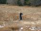 Museum Assistant Jim Reeves helps measure dykes on Dewar River