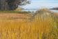 Dyke in front of  Steven's Hill, looking east out into Tatamagouche Bay