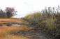 Interior ditch of Steven's Hill Dyke; dyke approximately 2 metres above high tide