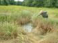 Jim Reeves points to a "borrow" pit (a pit used by Acadians to get materials to build a dyke)