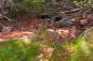 Foundation stones from an Acadian Dwelling near the Dewar River