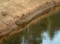 Outflow end of small aboiteau sticking out of Acadian dyke and river bank