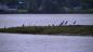 Herons on Oyster Island in Wallace Harbour