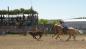 Brush Shelter Grandstand at Wood Mountain Rodeo.