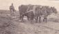 Raymond Eklund plowing the prairie with his oxen.