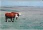 Cattle use a McCord area pasture