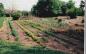 A prairie vegetable garden