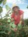 Pioneers used saskatoons and other native fruit