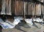 Old newspapers were used to insulate homes- under shingles or on inside walls