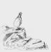 Ptarmigan