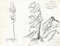 Tree Study