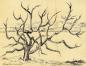 Summerland Apple Tree
