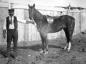 Presenting Race Horse
