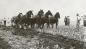 Ploughing with an eight horse team