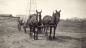 Horse drawn wagon hauling grain