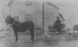 1910 Horse and Buggy