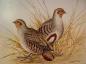 Grey Partridge Painting by A.H. Shortt