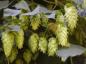 Cones of the hop plant