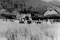 Sheaves of grain in the Doukhobor Community fields near Peter Lordly Verigin's residence