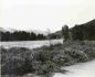 Flooding Kootenay River at the north end of Duck Lake.