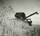 Combining on R.B. Staples' farm.