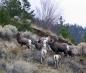Wildlife is abundant around Lytton. Here a group of Bighorn sheep almost pose for the photographer.