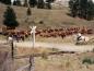 Cattle drive along the KVR line