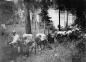 Goods moved by pack train in the early days, like this one along the Kettle River