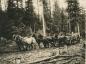 Hauling on the Wagon Road to the Silver King Mine.