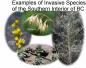 Examples of invasive weed species in the Oliver Area
