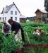 A reconstruction photo, taken in 2003, of harvesting the summer garden. 
