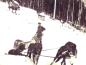 Al Huble on the trap line with a team of dogs in the winter of 1912. 