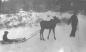 Man leading a Moose pulling a child on a sled.