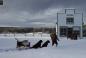 Reconstruction of dogsleds at Huble Homestead, 1915