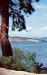 Okanagan Lake, a Ponderosa pine in the foreground