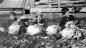 Angus, Les and Jim McKirdy sitting with some very large turnips grown at the McKirdy's farm